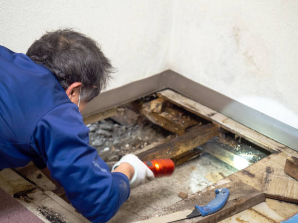 Best Mold Testing  in Shady Spring, WV