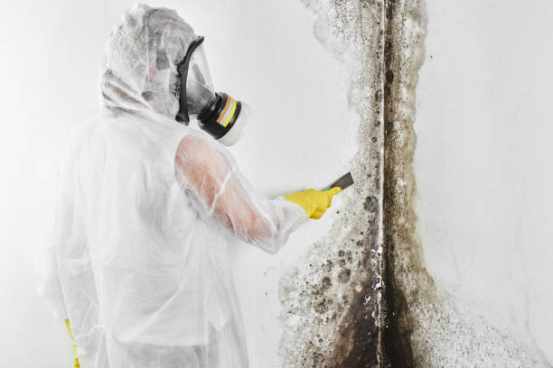 Best Home Mold Removal  in Shady Spring, WV