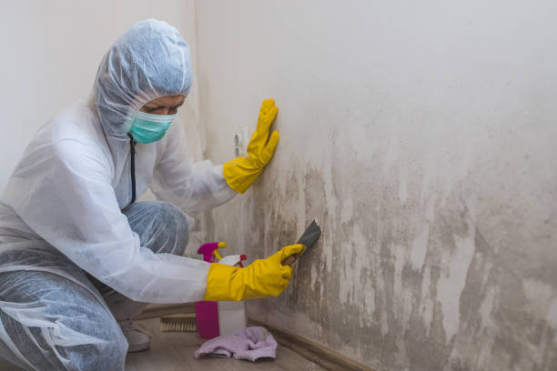 Best Professional Mold Removal  in Shady Spring, WV