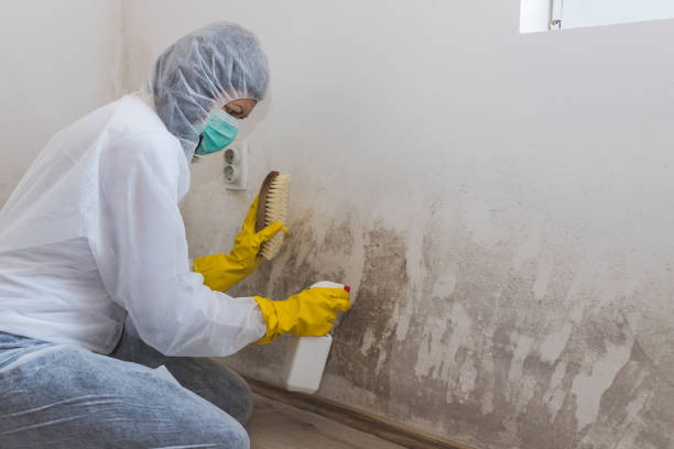 Best Mold Damage Repair  in Shady Spring, WV