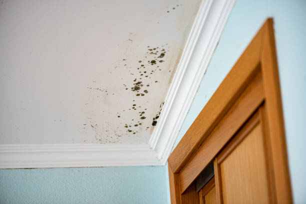 Best Attic Mold Removal  in Shady Spring, WV