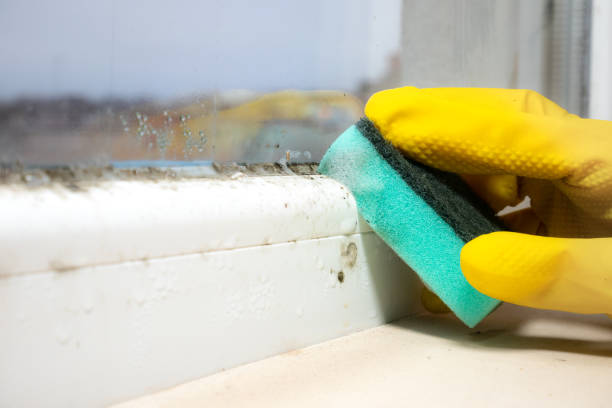 Best Same-Day Mold Removal  in Shady Spring, WV