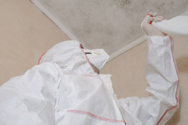 Certified Mold Removal in Shady Spring, WV