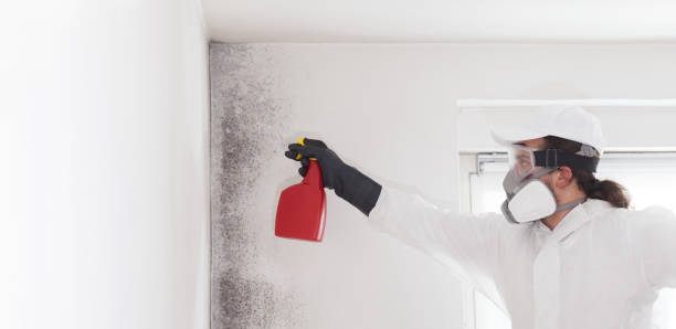 Best Certified Mold Removal  in Shady Spring, WV