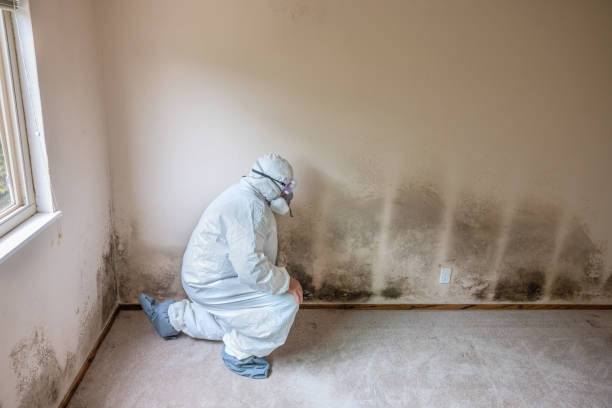 Best Best Mold Removal Companies  in Shady Spring, WV