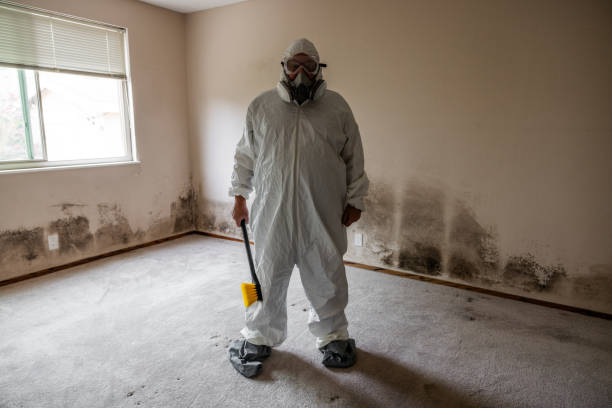 Best Toxic Mold Removal  in Shady Spring, WV