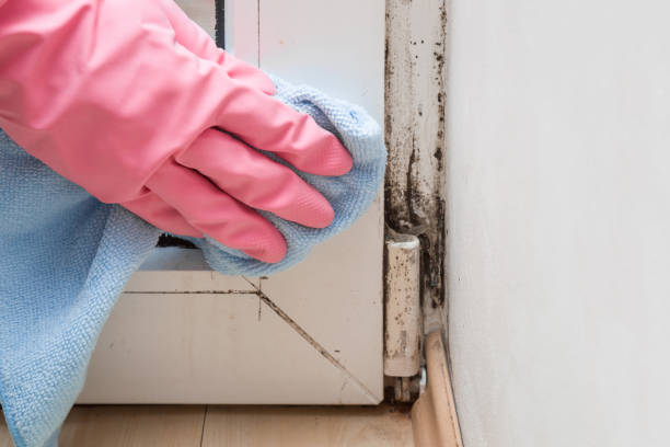 Best Professional Mold Removal  in Shady Spring, WV